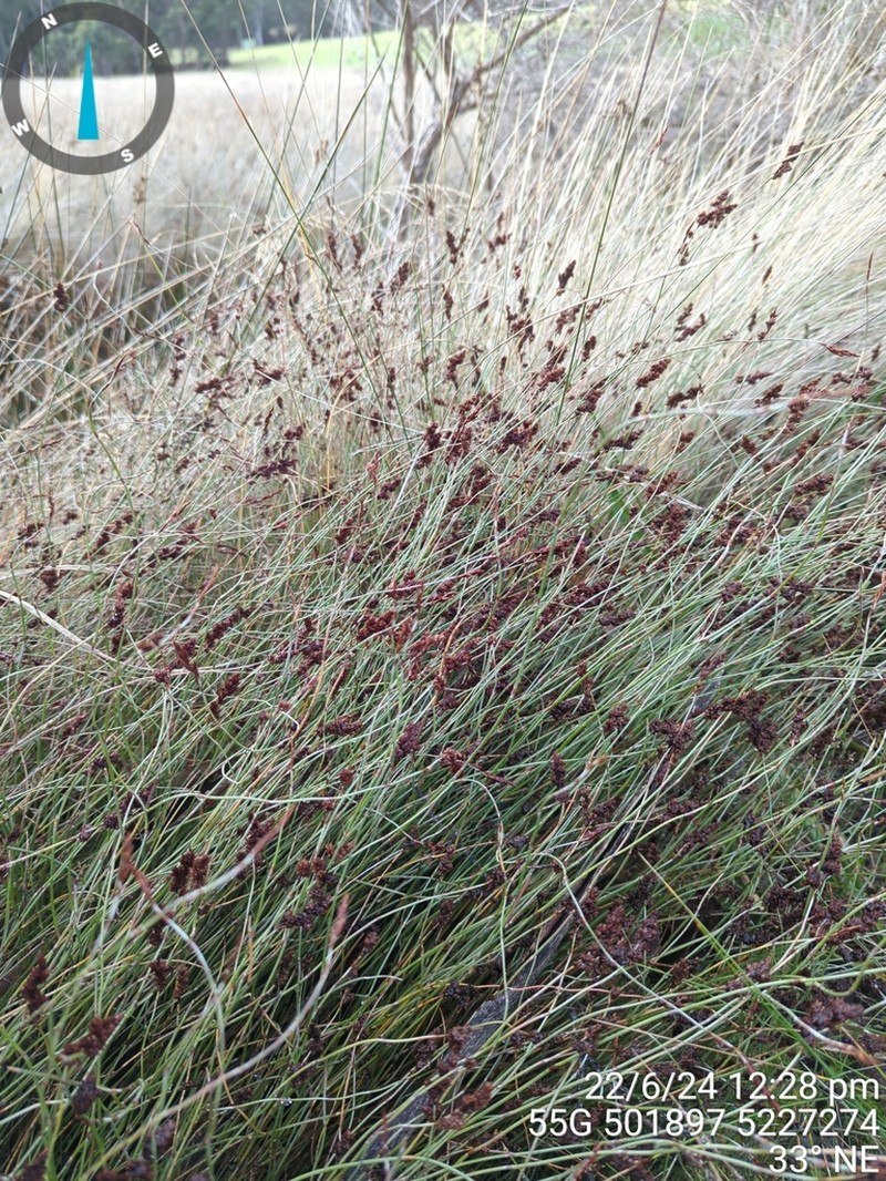 Apodasmia brownii photo 2