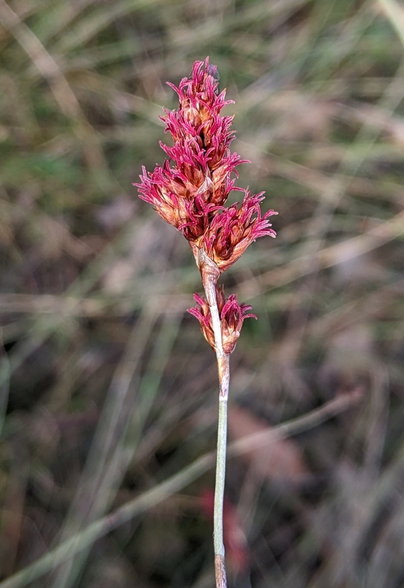 Apodasmia brownii photo 3