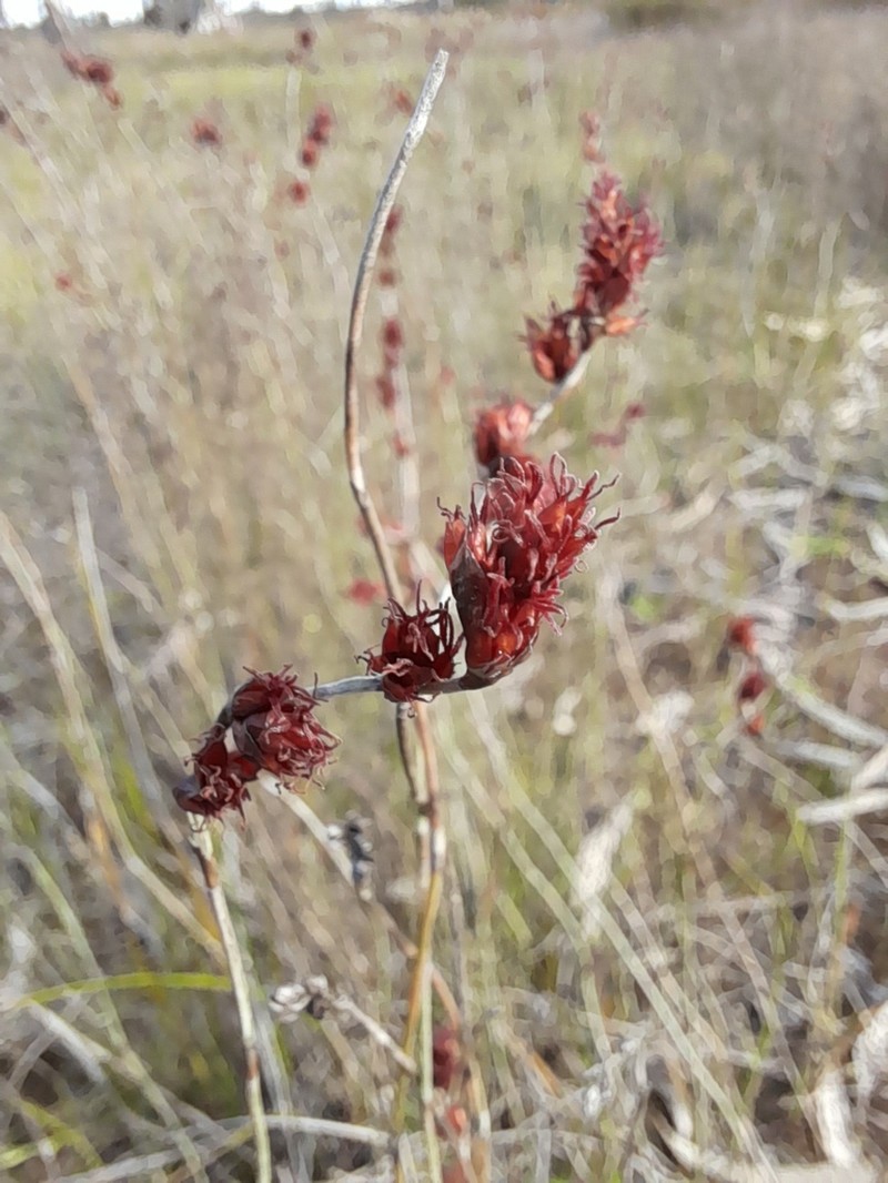Apodasmia brownii photo 4