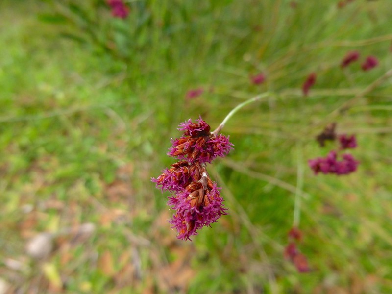Apodasmia brownii photo 7