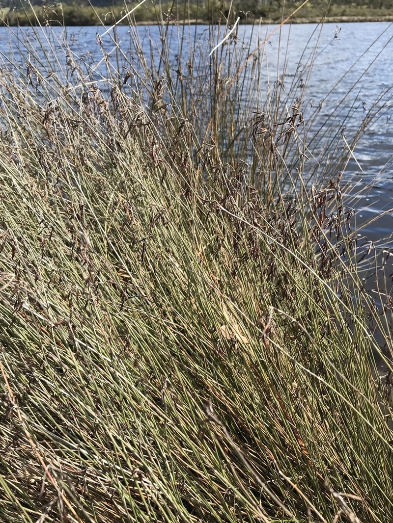 Apodasmia brownii photo 8