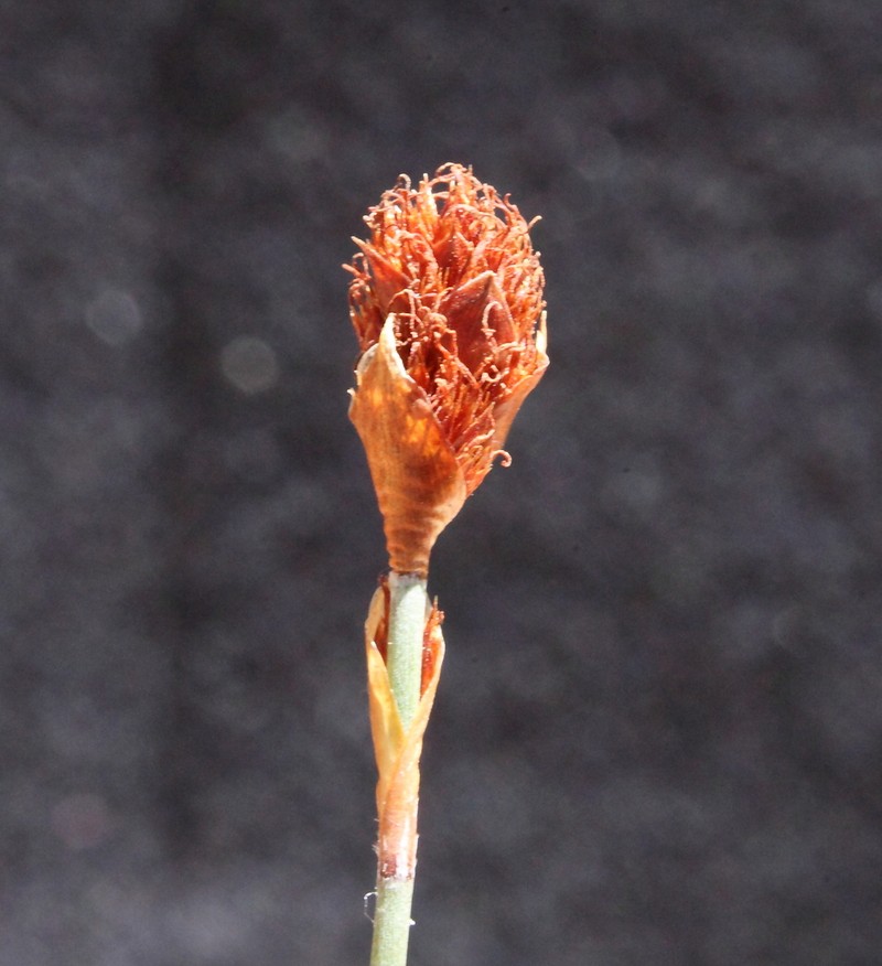 Apodasmia ceramophila