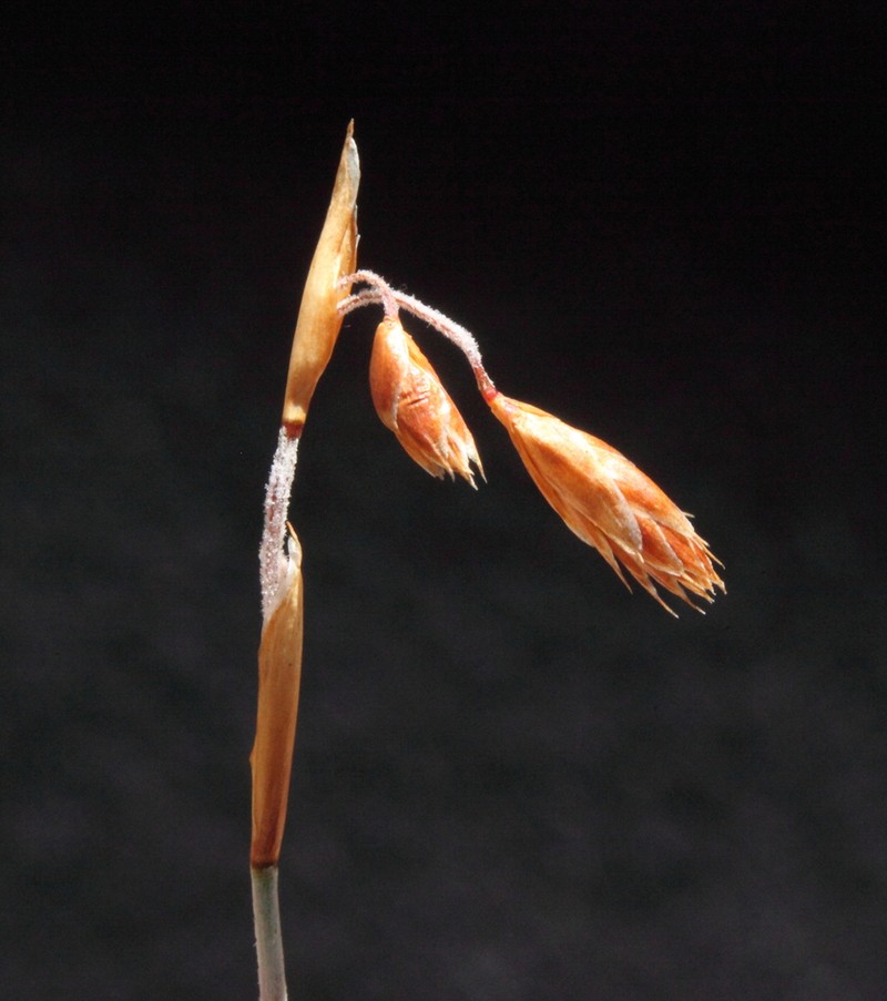 Apodasmia ceramophila photo 3