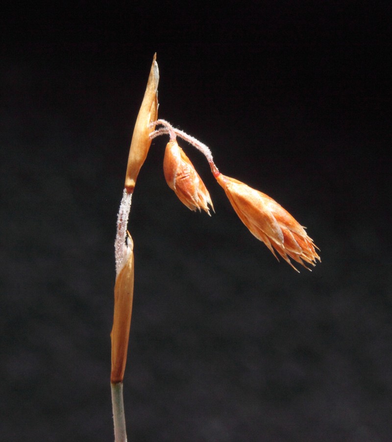 Apodasmia ceramophila photo 4