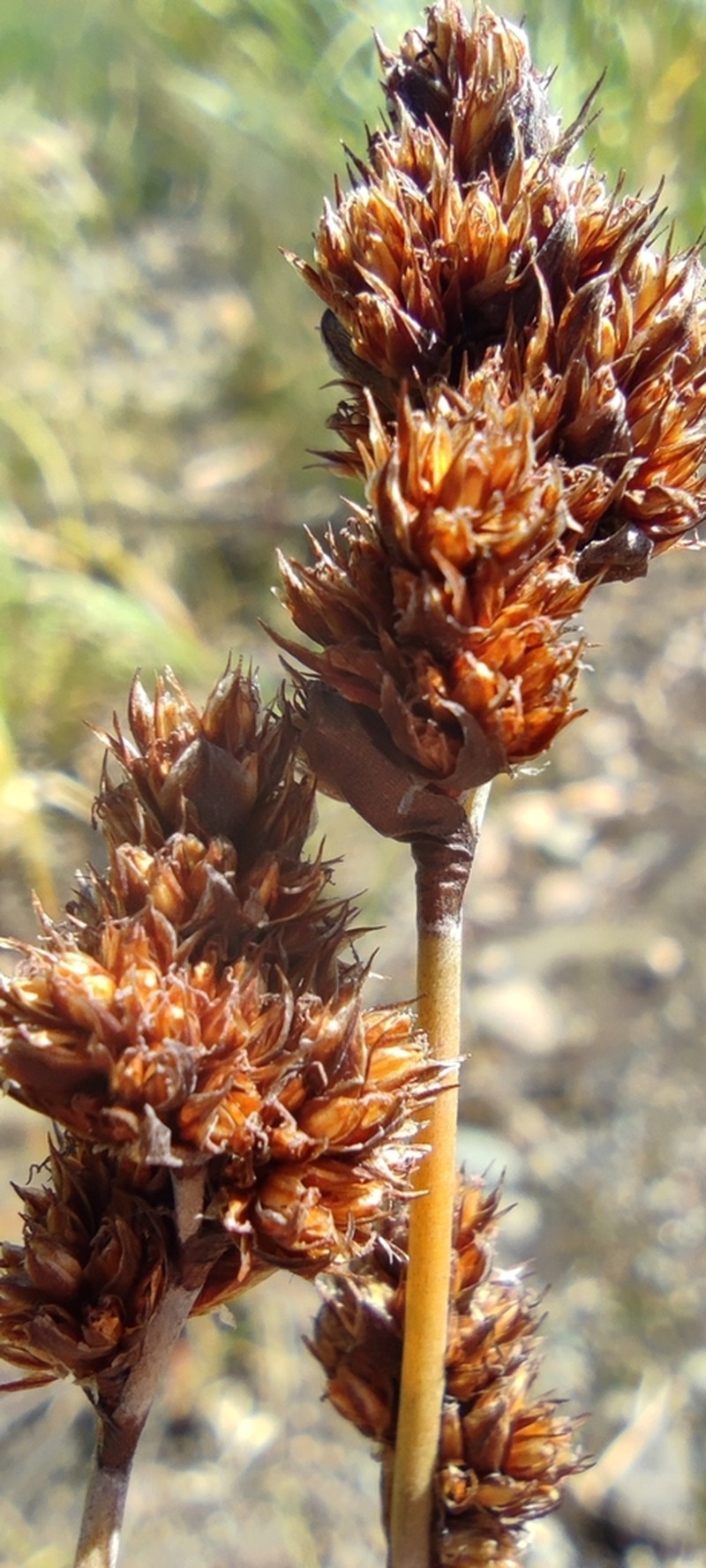 Apodasmia chilensis