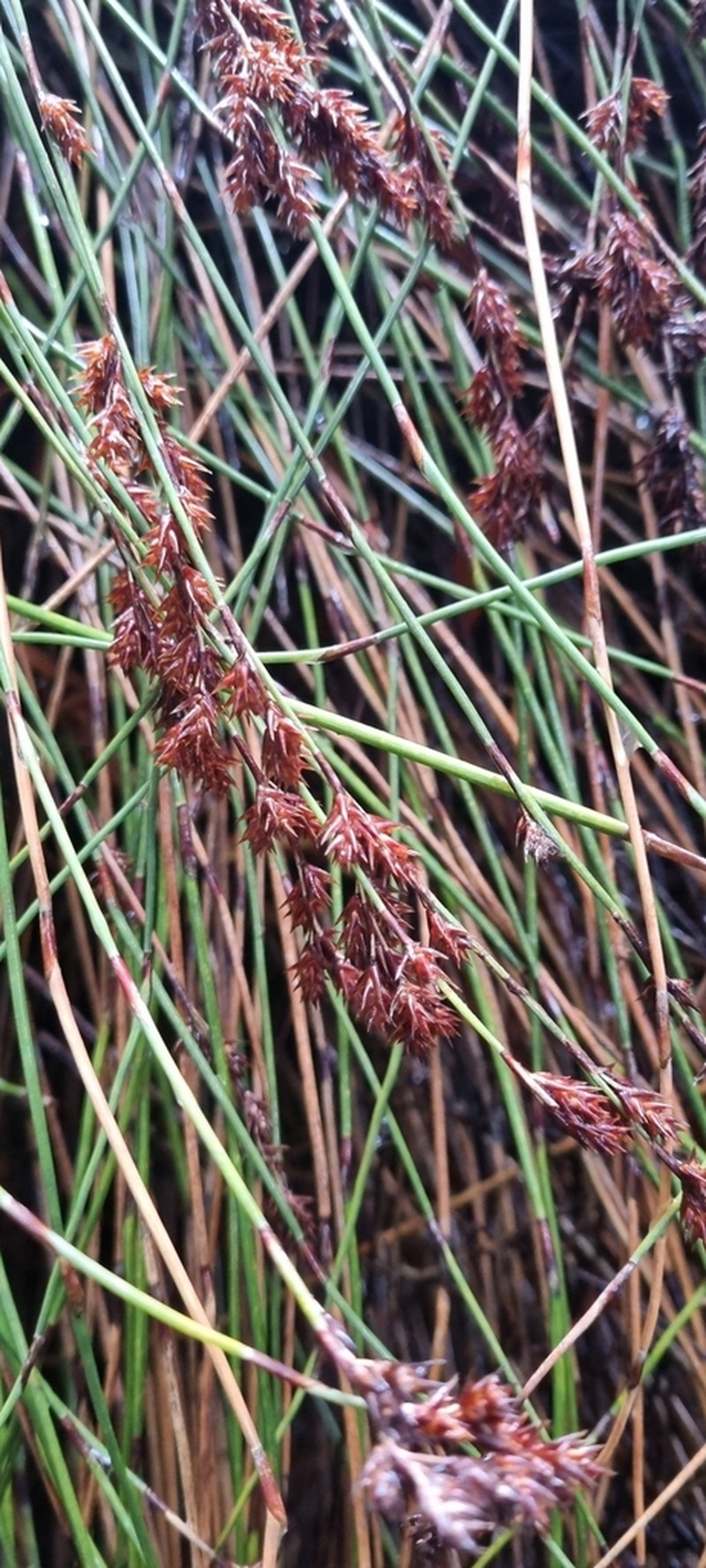 Apodasmia chilensis photo 2