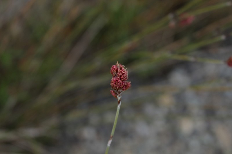 Apodasmia chilensis photo 4