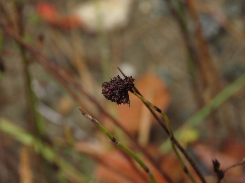 Apodasmia chilensis photo 6