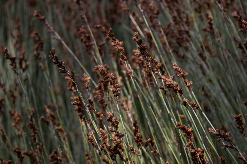 Apodasmia chilensis photo 7