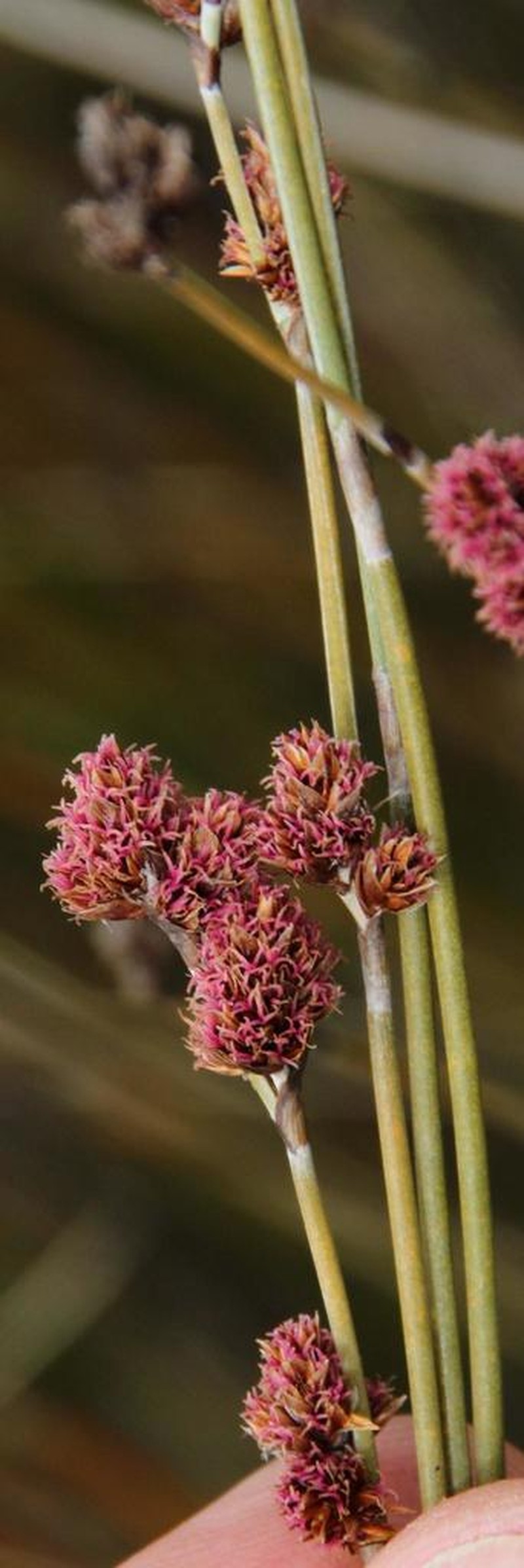 Apodasmia chilensis photo 8