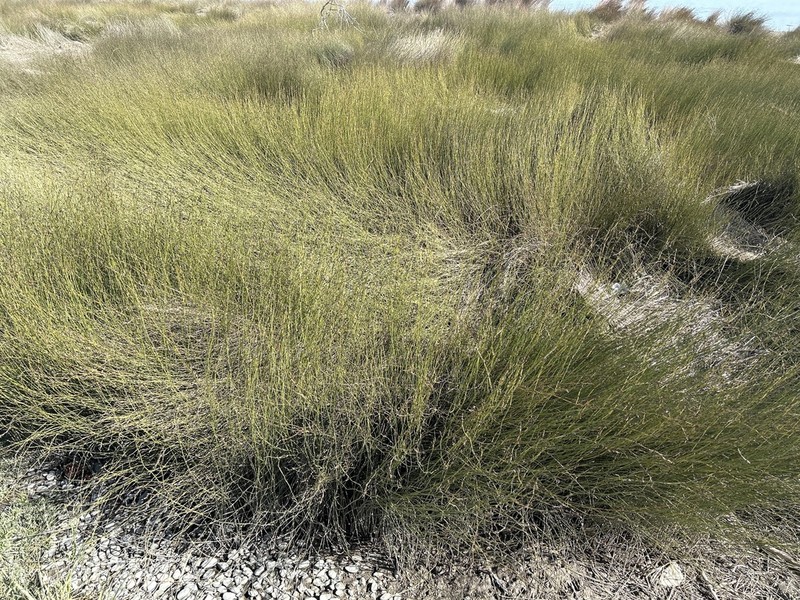 Apodasmia similis photo 3