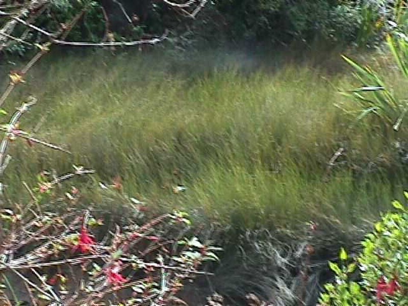 Apodasmia similis photo 4