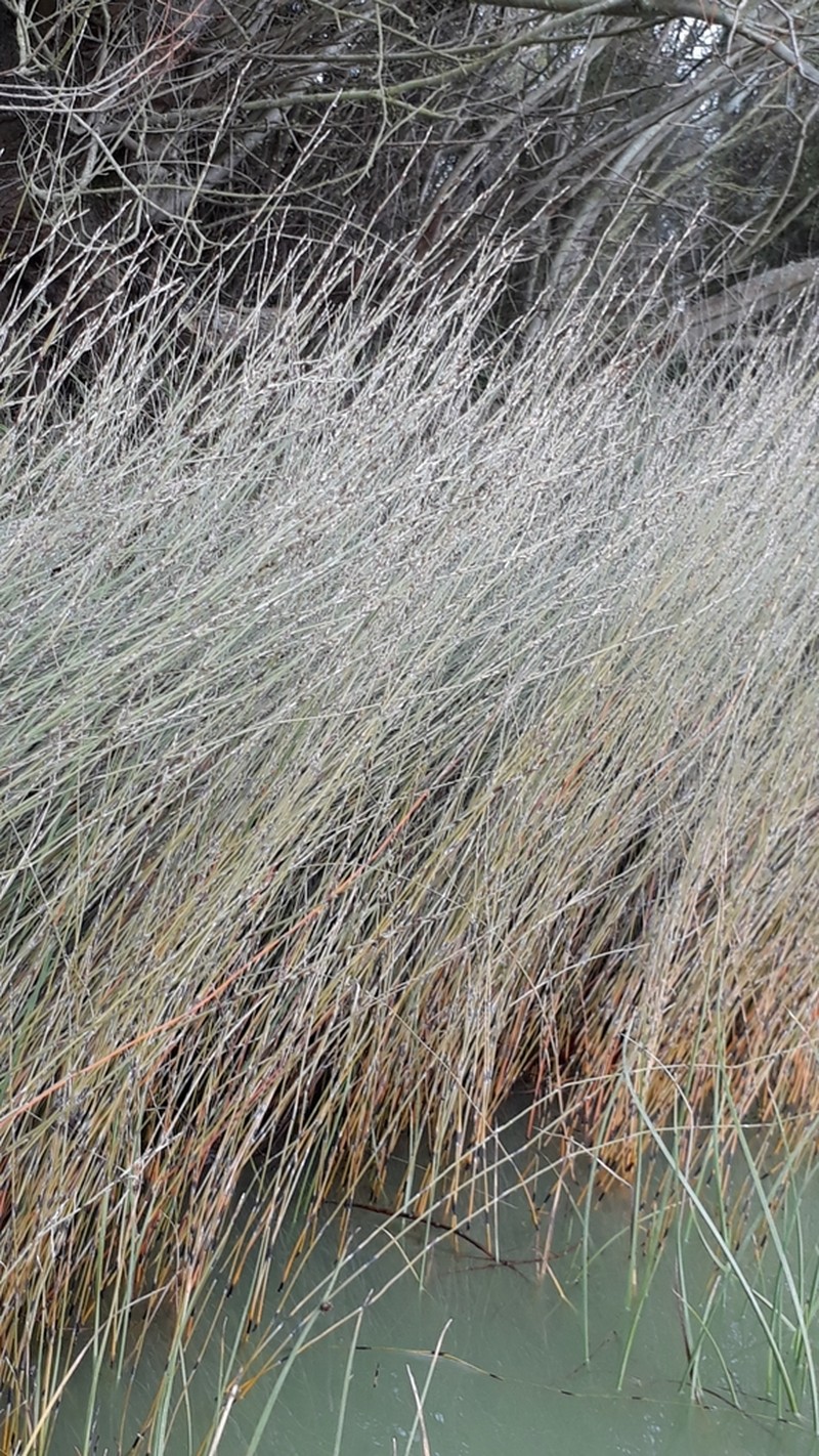 Apodasmia similis photo 6