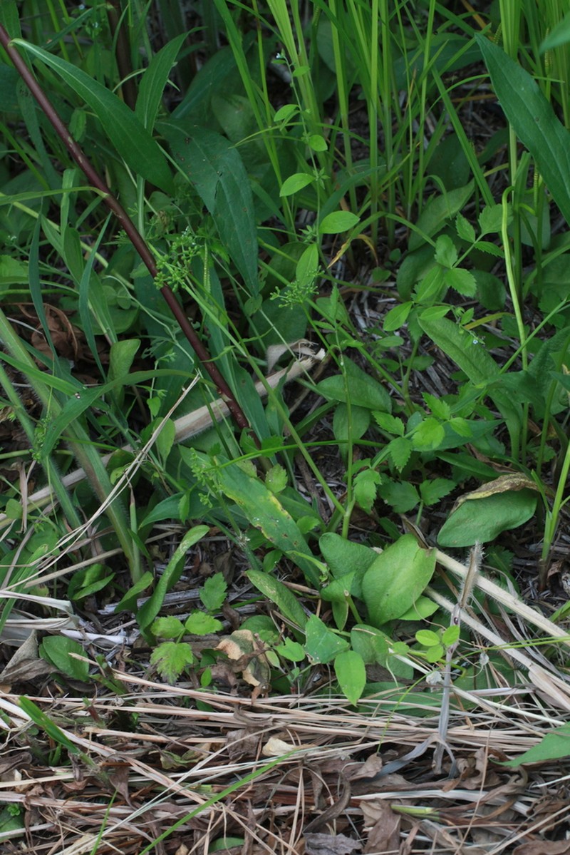 Apodicarpum ikenoi