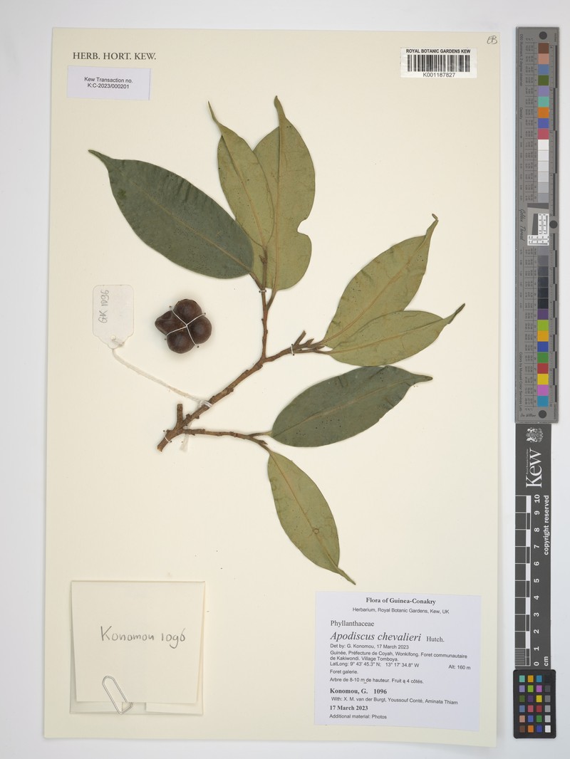 Apodiscus chevalieri