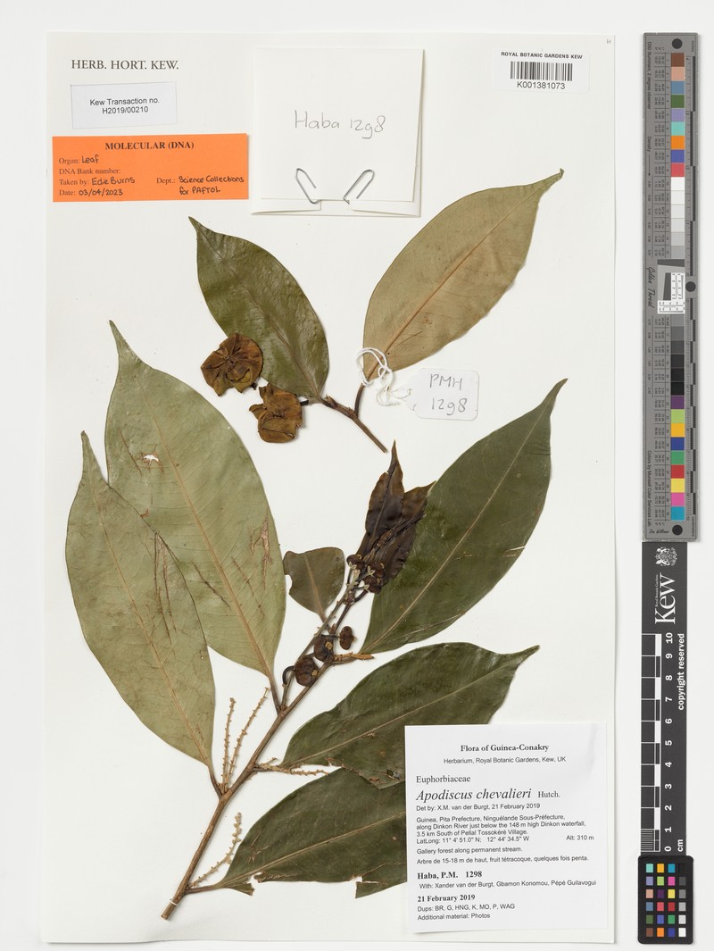 Apodiscus chevalieri photo 2