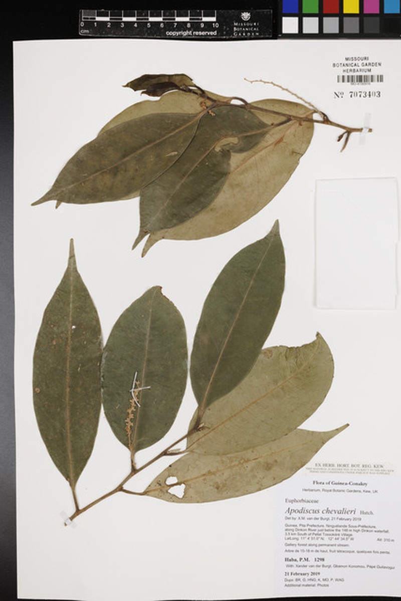 Apodiscus chevalieri photo 3