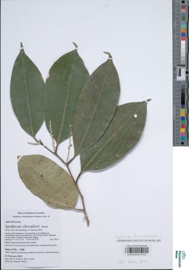 Apodiscus chevalieri