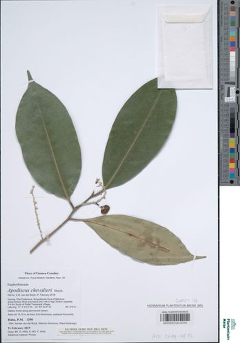 Apodiscus chevalieri photo 2