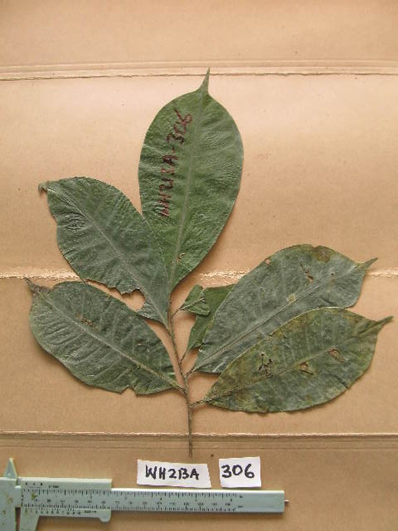 Apodiscus chevalieri photo 3