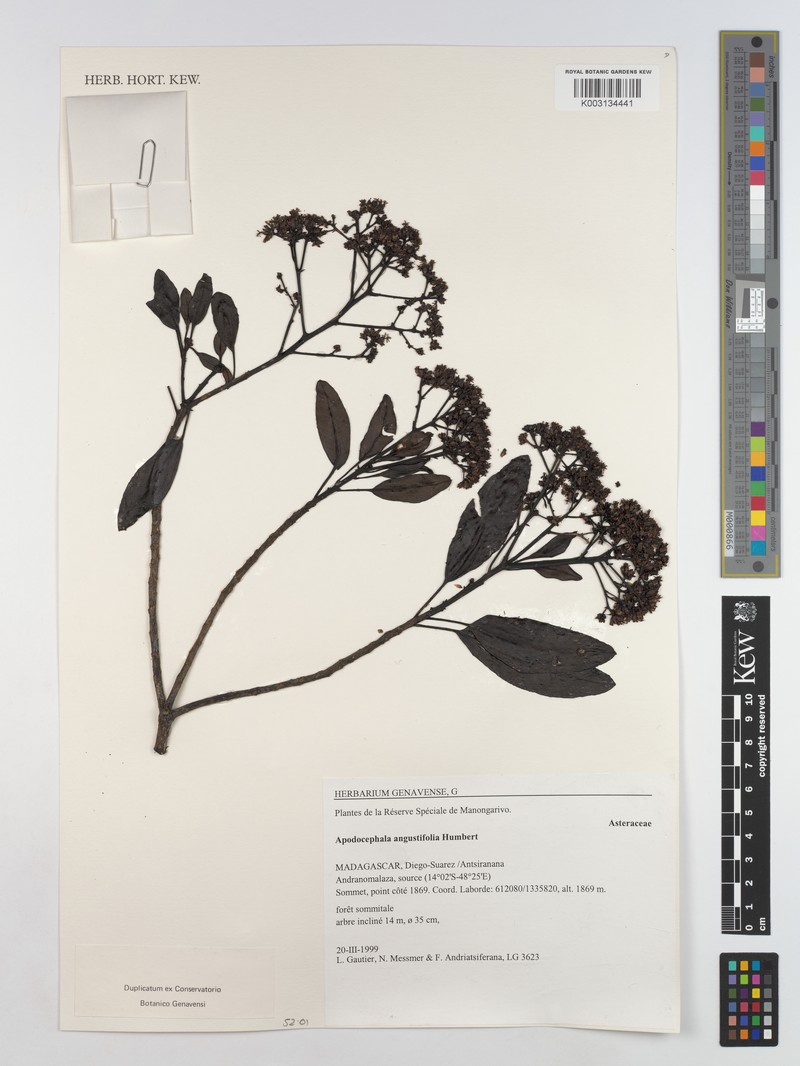 Apodocephala angustifolia photo 3