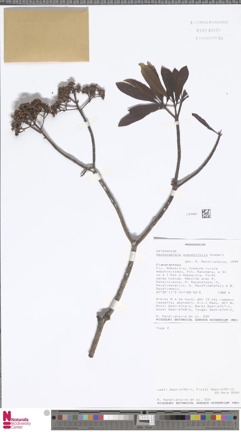 Apodocephala angustifolia