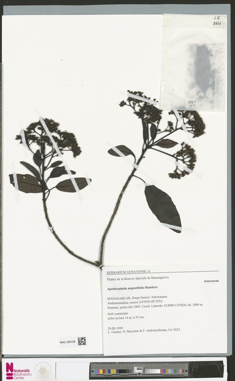 Apodocephala angustifolia photo 2
