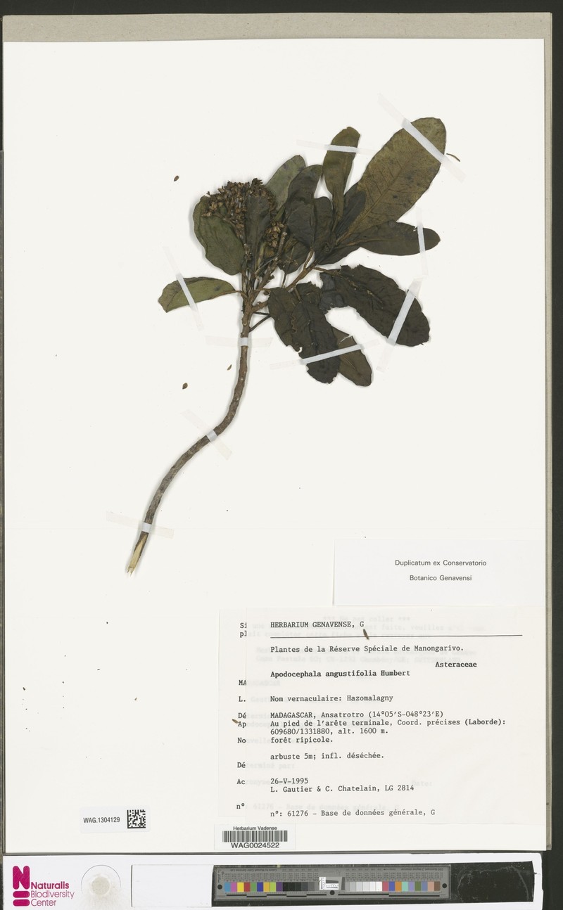 Apodocephala angustifolia photo 3