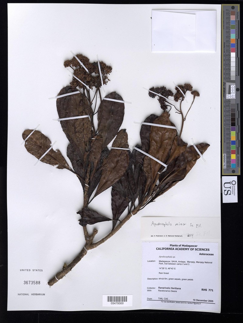 Apodocephala minor