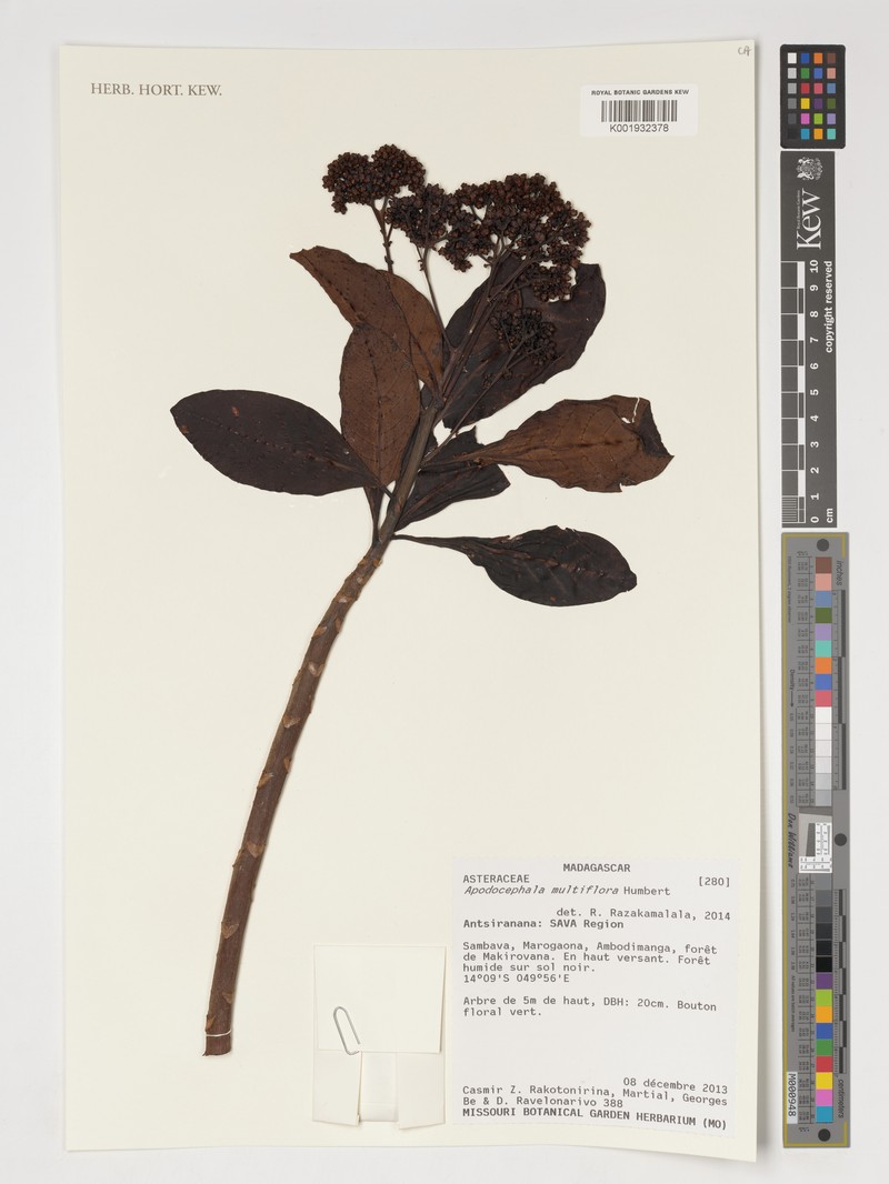 Apodocephala multiflora photo 2