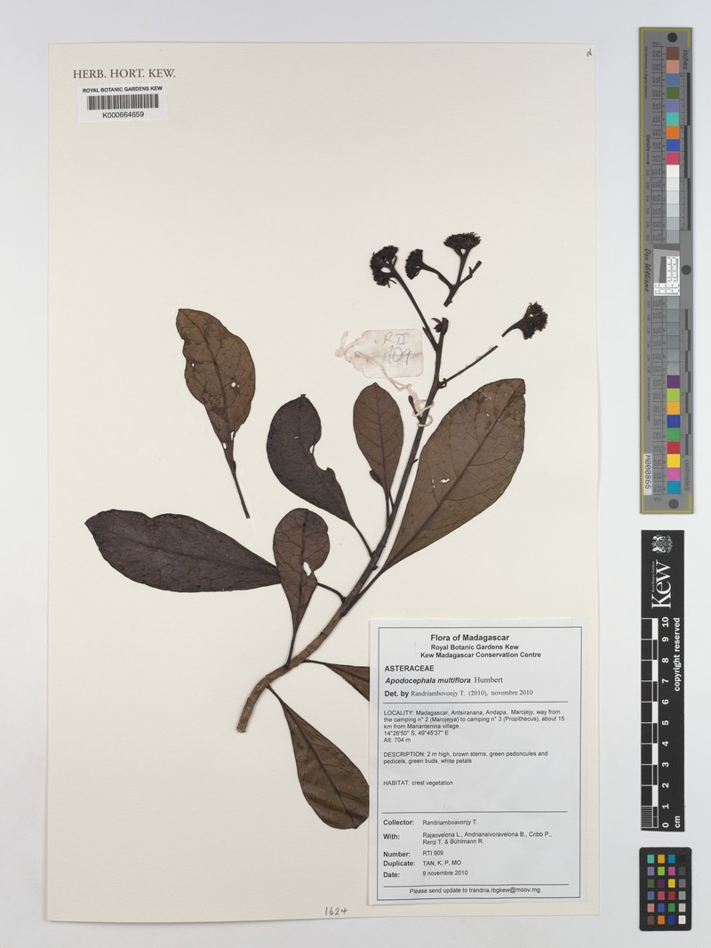 Apodocephala multiflora photo 3