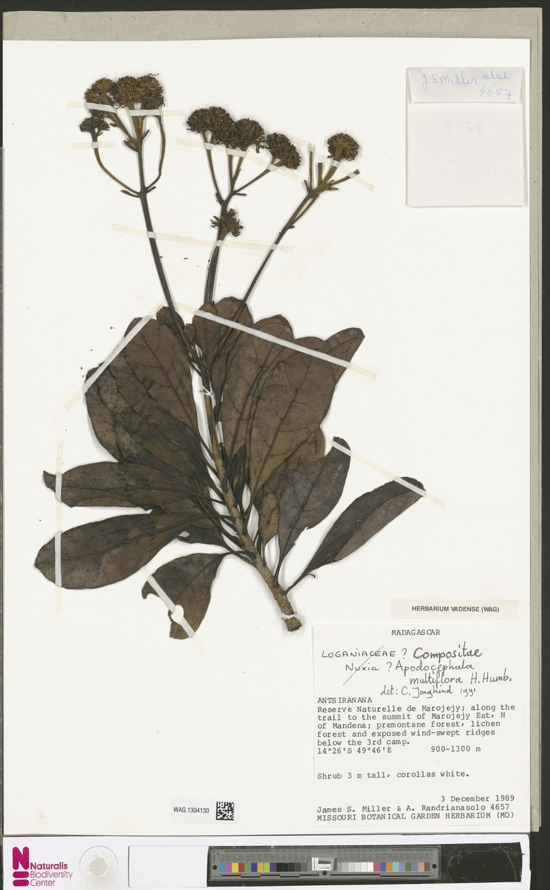 Apodocephala multiflora
