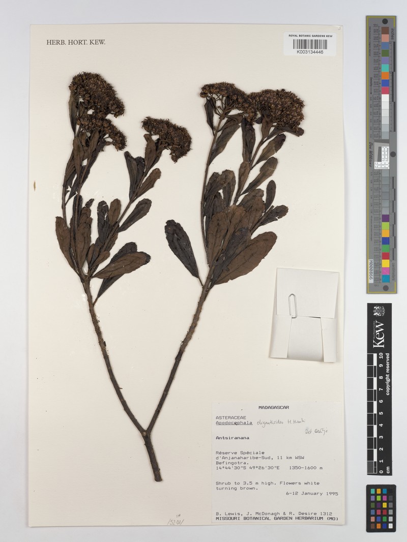 Apodocephala oliganthoides photo 2