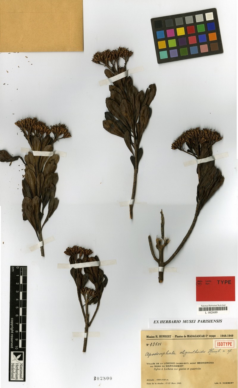 Apodocephala oliganthoides