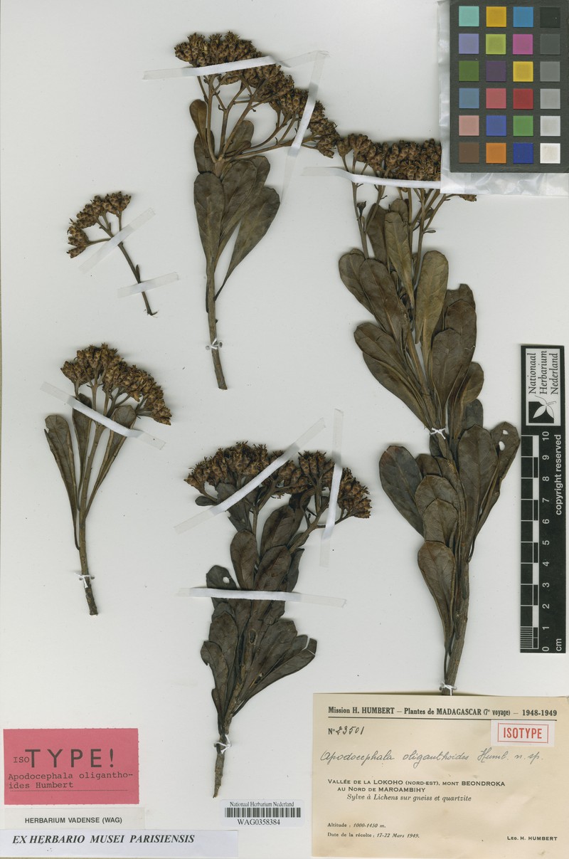 Apodocephala oliganthoides photo 2