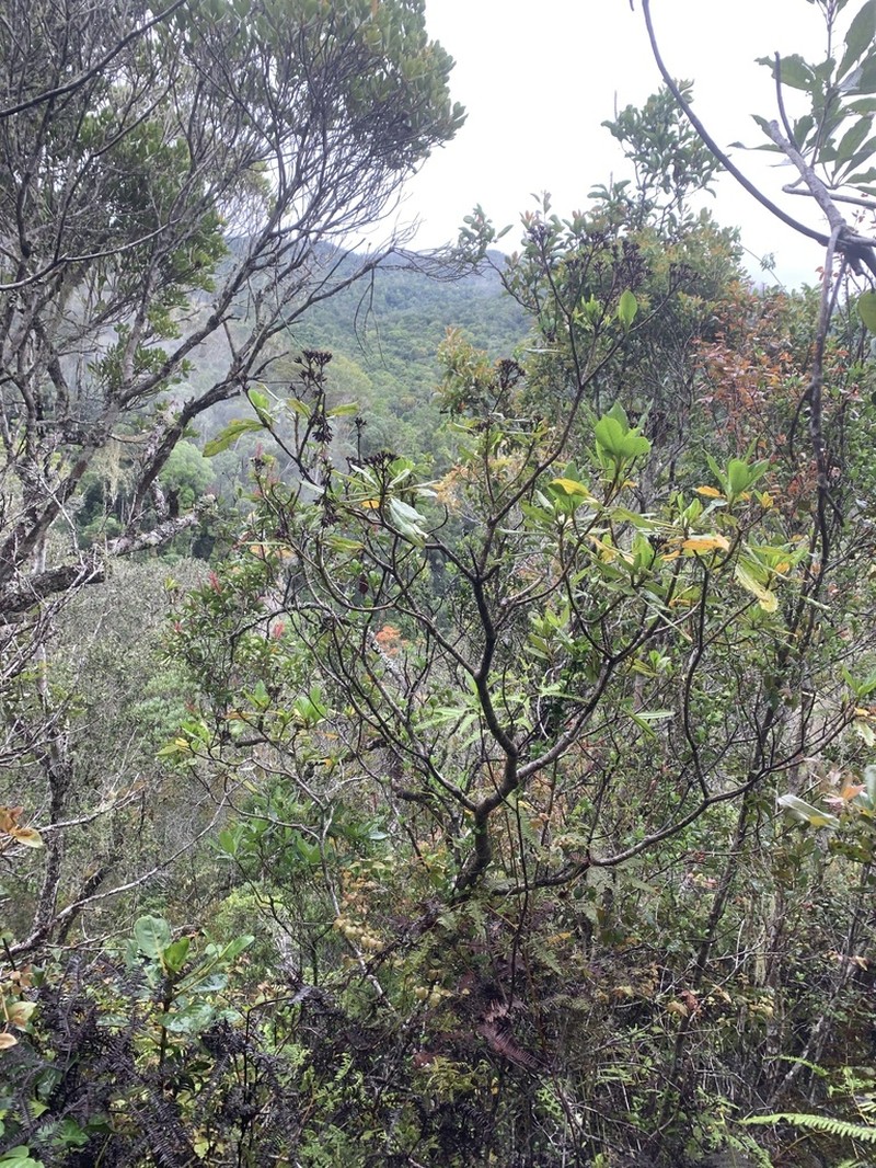 Apodocephala pauciflora photo 4