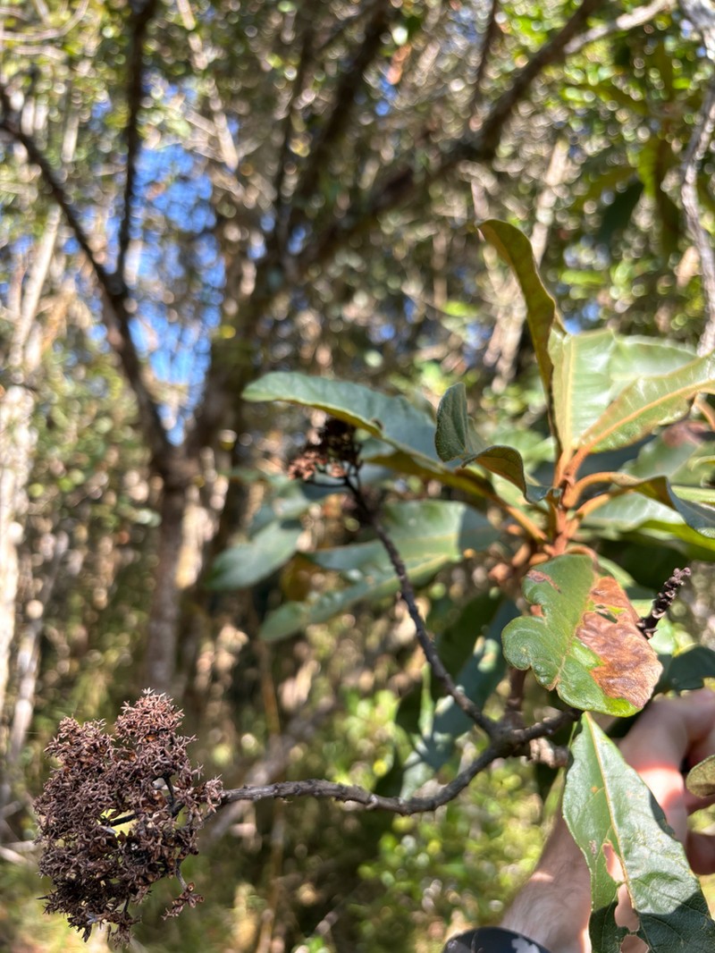 Apodocephala pauciflora photo 5