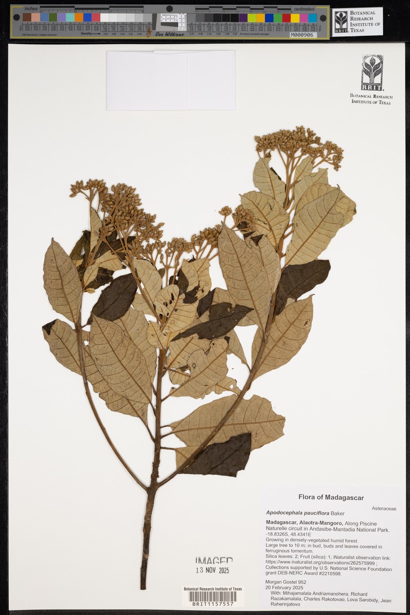 Apodocephala pauciflora photo 6