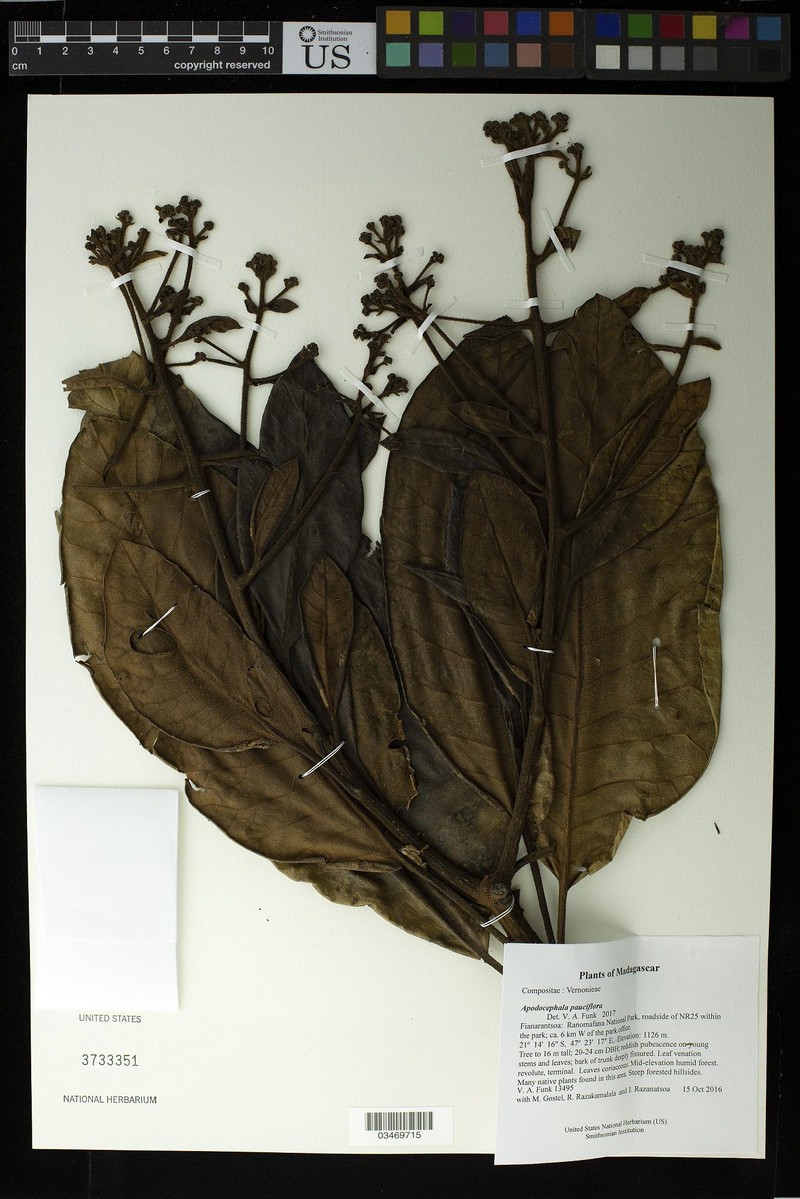 Apodocephala pauciflora photo 8