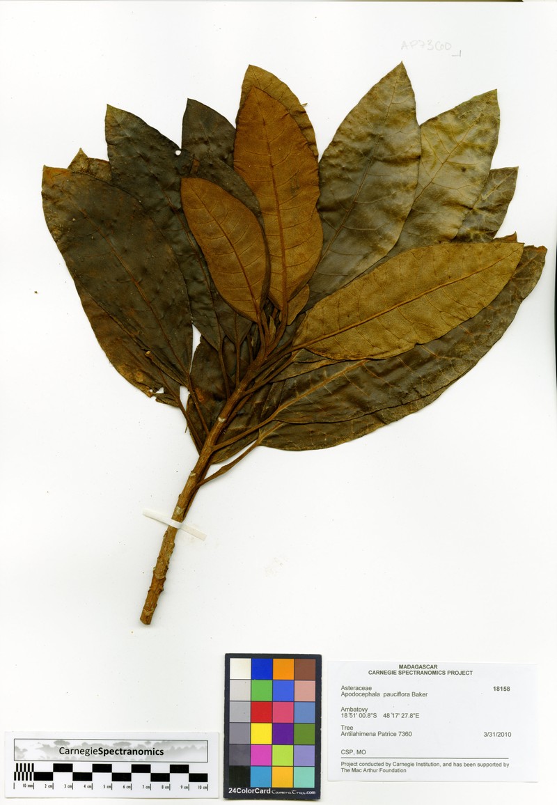 Apodocephala pauciflora photo 2