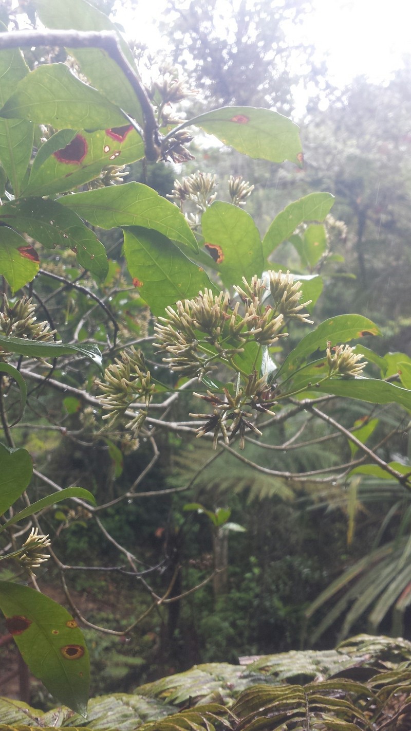 Apodocephala pauciflora photo 3