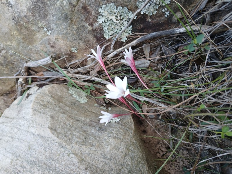 Apodolirion amyanum photo 5