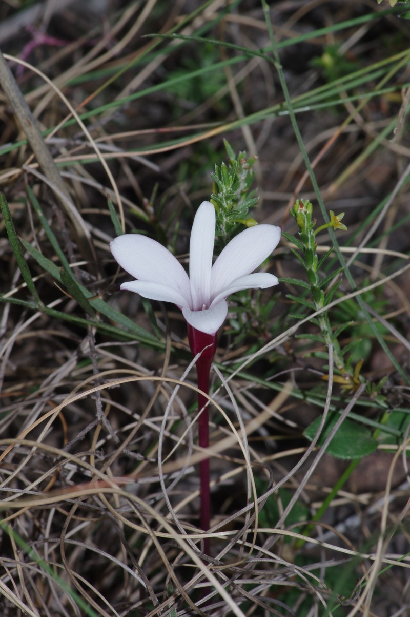 Apodolirion amyanum photo 6