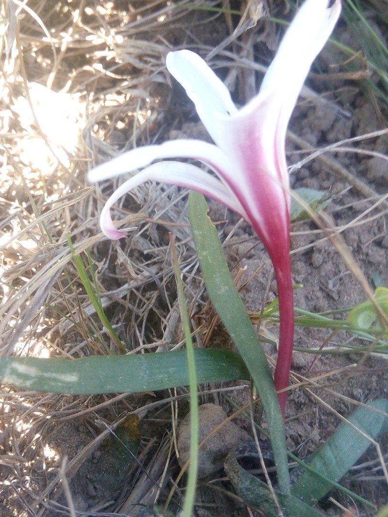 Apodolirion amyanum photo 7