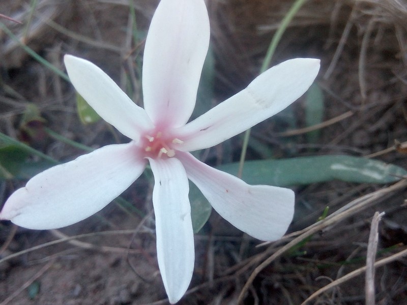 Apodolirion amyanum photo 8