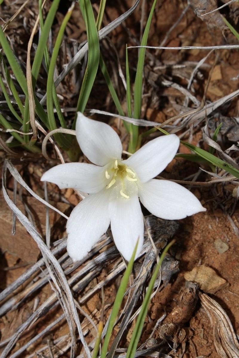 Apodolirion bolusii