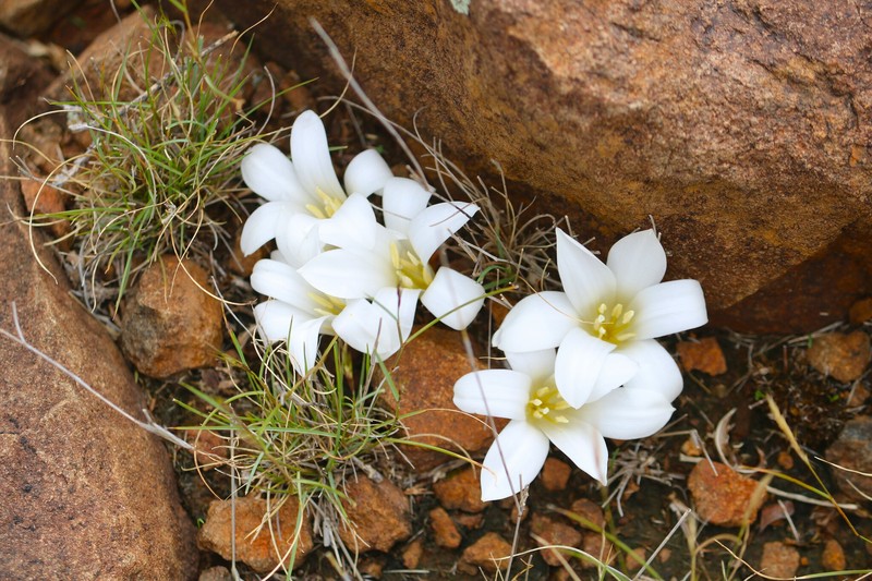 Apodolirion bolusii photo 3