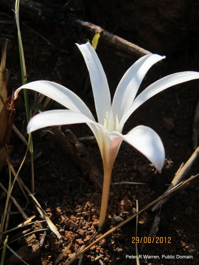 Apodolirion buchananii