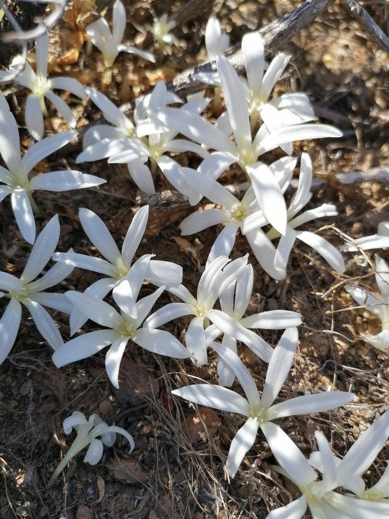 Apodolirion lanceolatum