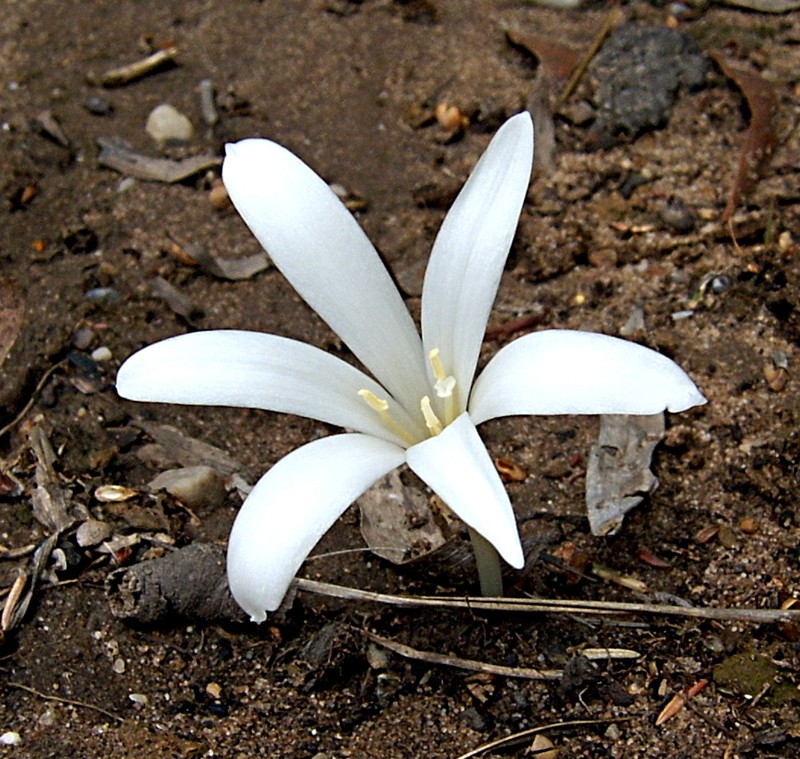 Apodolirion lanceolatum photo 2